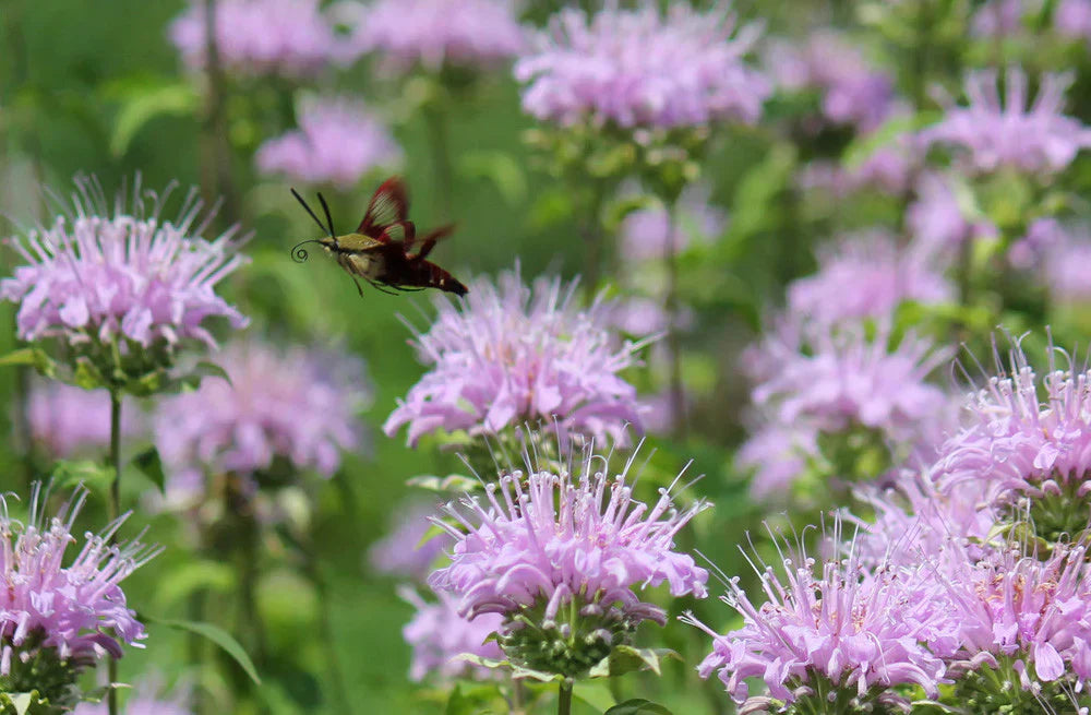 Wild bergamot flowers before they are picked for use in Earl Grey tea, with a butterfly flying above