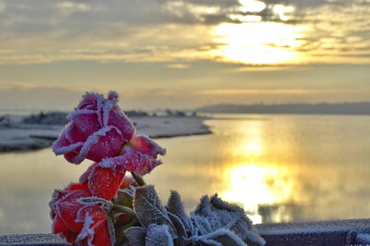 A frosted rose in the foreground ahead of a scenic lake in winter with the sun rising in the clouds above